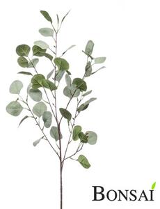 Eucalyptus grana 88 cm - 71 - 90 cm