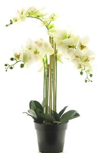 Orhideja bijela 60 u tegli - Bijela - 51 - 70 cm