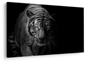 Slika divjega tigra (90x60 cm)