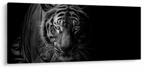 Slika divjega tigra (120x50 cm)
