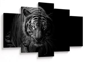Slika divjega tigra (150x105 cm)