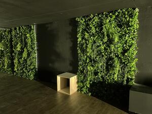 Zeleni zid Šeflera 100x100 cm sa UV zaštito