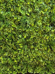 Zeleni zid Šeflera 100x100 cm sa UV zaštito