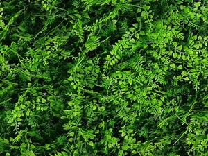 Zeleni zid Juniperus Zelenolistnati 50 x50 cm sa UV zaštito