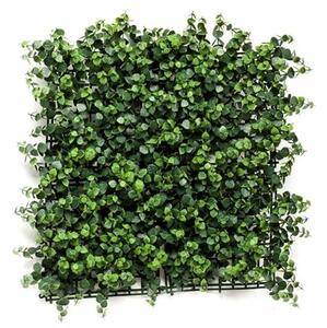 Zeleni zid Eucalyptus 50 x 50 cm