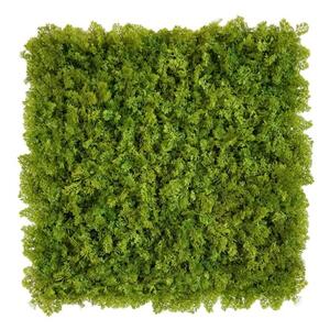 Zeleni zid Mahovina 50 x 50cm sa UV zaštito - 31 - 50 cm