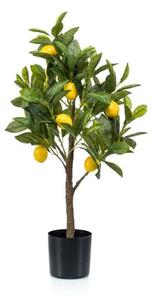 Limunovo drvo 70 cm