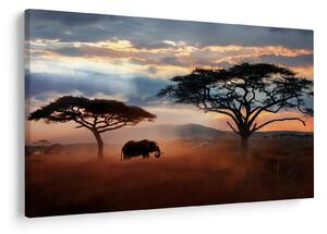 Slika - Nacionalni park Serengeti, Tanzanija, Afrika (90x60 cm)