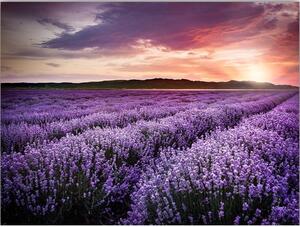 Slika 100x70 cm Lavender Field - Wallity