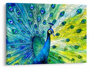 Podoba pava (70x50 cm)