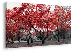 Slika - Rdeča drevesa, Central Park, New York (90x60 cm)