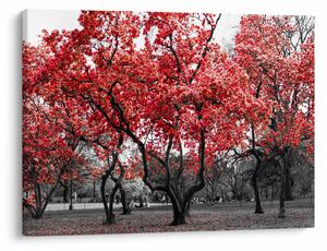 Slika - Rdeča drevesa, Central Park, New York (70x50 cm)