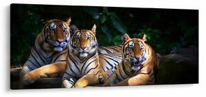 Slika - Tiger bratje (120x50 cm)