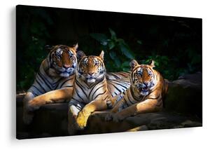 Slika - Tiger bratje (90x60 cm)