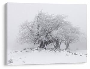 Slika - Bela zima (70x50 cm)