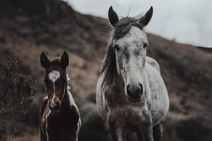 Fotografija Selective focus shot of horses on, Wirestock