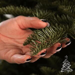 Božićno drvce Kavkaska jelka 100 % 250 cm