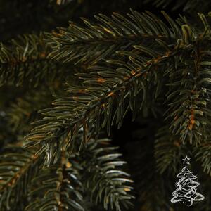 Božićno drvce Kanadska smreka 100 % 250 cm