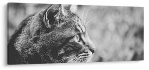 Slika - Mačka (120x50 cm)