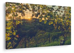 Slika - Vinograd (90x60 cm)