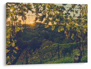 Slika - Vinograd (70x50 cm)
