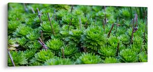 Slika sukulenata (120x50 cm)
