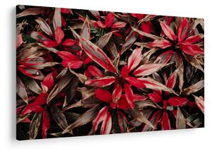 Slika crvenih latica (90x60 cm)