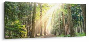 Slika staze u šumi (120x50 cm)