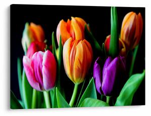 Slika tulipana na crnoj pozadini (70x50 cm)