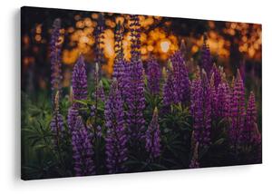 Slika cvjetova lupine (90x60 cm)