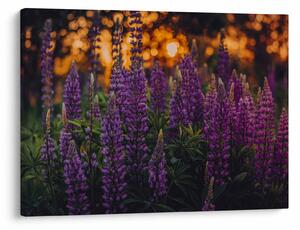 Slika cvjetova lupine (70x50 cm)