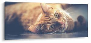 Slika mačke na podu (120x50 cm)