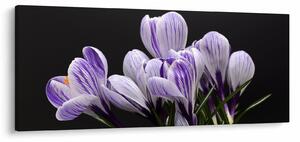 Slika - Ljubičasti krokusi (120x50 cm)