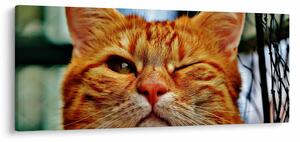 Slika mačke koja namiguje (120x50 cm)