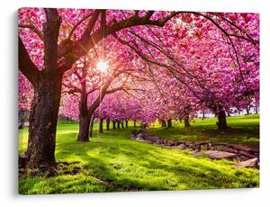 Slika procvjetalih trešanja, Hurd Park, Dover, New Jersey (70x50 cm)
