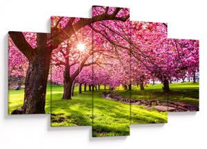 Slika procvjetalih trešanja, Hurd Park, Dover, New Jersey (150x105 cm)