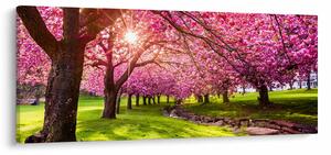 Slika procvjetalih trešanja, Hurd Park, Dover, New Jersey (120x50 cm)