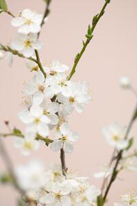 Umjetnička fotografija Cherry tree flowers, Studio Collection, (26.7 x 40 cm)