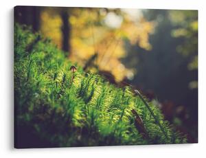 Slika mahovine sa gljivom (70x50 cm)