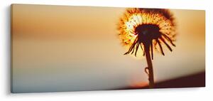 Slika Maslačak pri zalasku sunca (120x50 cm)