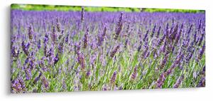 Slika polja s lavandom (120x50 cm)
