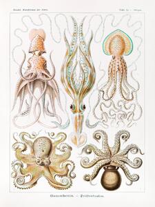 Reprodukcija umjetnosti Gamochonia–Trichterkraken (Octopus / Academia) - Ernst Haeckel, (30 x 40 cm)