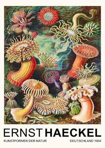 Reprodukcija Actiniae–Seeanemonen / Sea Anemones (Vintage Academia) - Ernst Haeckel, (30 x 40 cm)