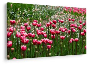 Slika tulipana (90x60 cm)