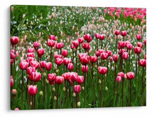 Slika tulipana (70x50 cm)