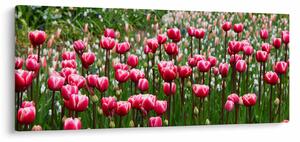 Slika tulipana (120x50 cm)