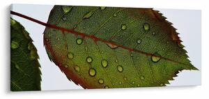 Slika - List ruže (120x50 cm)