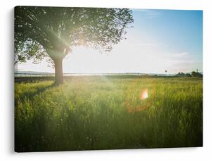 Slika stabla u polju (70x50 cm)