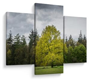 Slika zelenog stabla usred polja (90x60 cm)