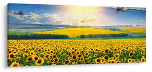 Slika - Polje suncokreta (120x50 cm)